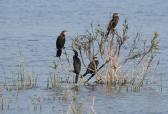 Watervogels spotten bij de Reeuwijkse Plassen
