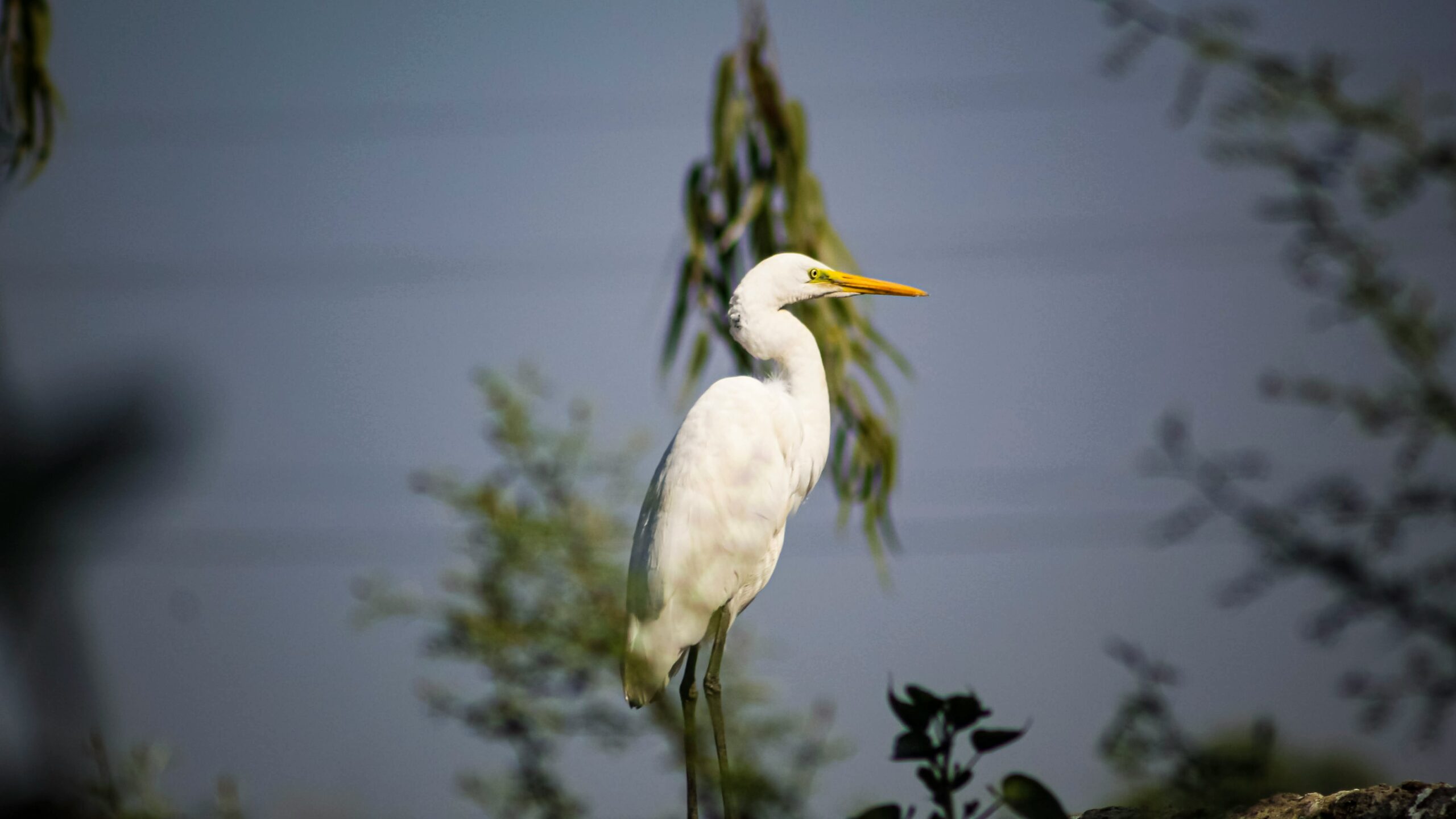 Watervogels spotten